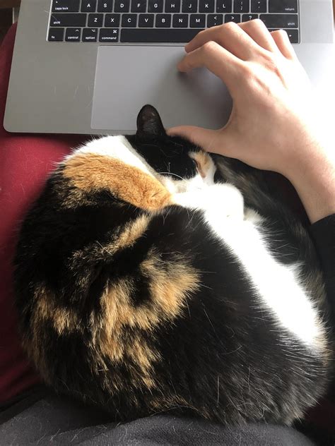 Lap Bun Rcatbun