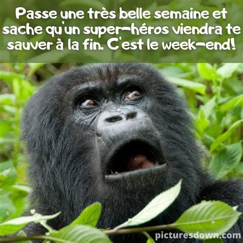 Bon lundi humour image gorille drôle picturesdown