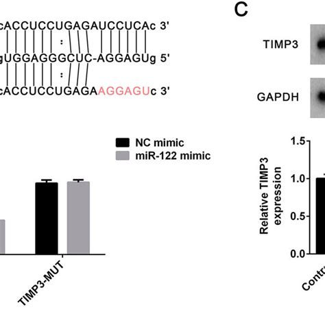 TIMP3 Was A Direct Target Of MiR 122 A The MiR 122 Wild Type And