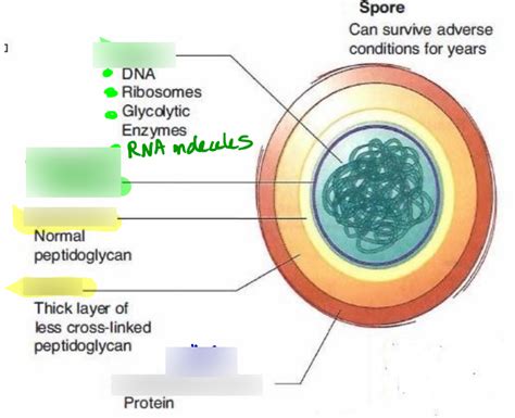 Endospore Diagram Diagram Quizlet