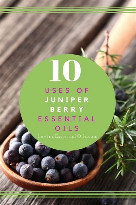 Uses Of Juniper Berry Essential Oils How To Use Juniper Oil Best