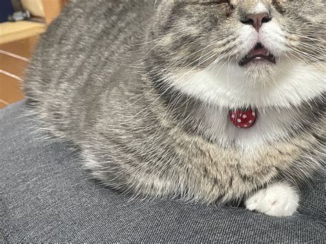 Meet Ram The Adorable Munchkin Cat That Turns Into A Grandpa When She