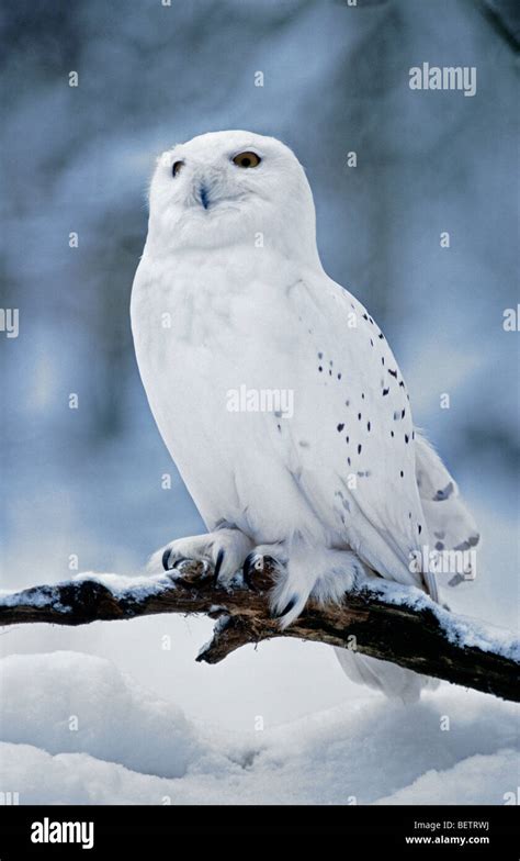 Snowy Owl Bubo Scandiacus Nyctea Scandiaca Female Portrait In The