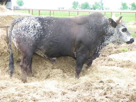 Blueberry Wine | Bucking bulls, Breeds, Bull