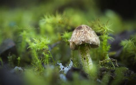 Wallpaper Forest Nature Grass Moss Mushroom Green Wildlife