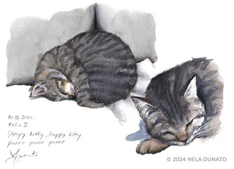 Sleeping Tabby Kitten Study Nela Dunato Art Design