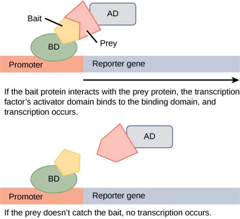 Genomics And Proteomics Boundless Biology