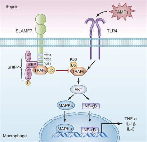 JCI SLAMF7 Regulates The Inflammatory Response In Macrophages During