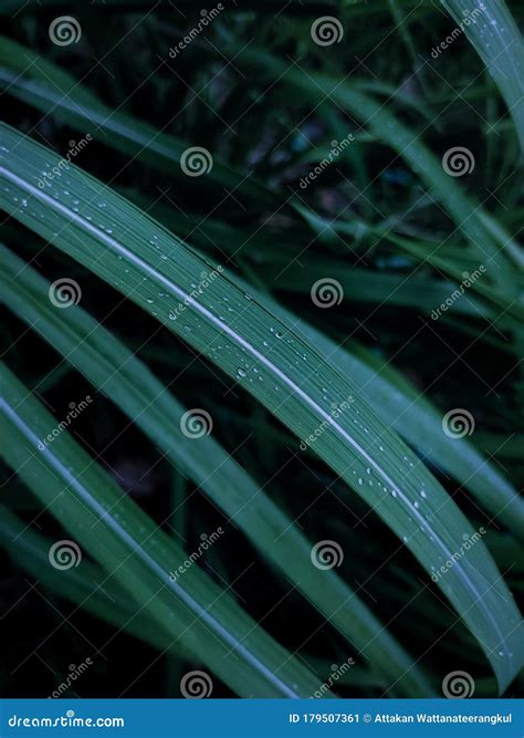 Leaves,water Droplets on the Leaves after the Rain Stock Image - Image of line, nature: 179507361