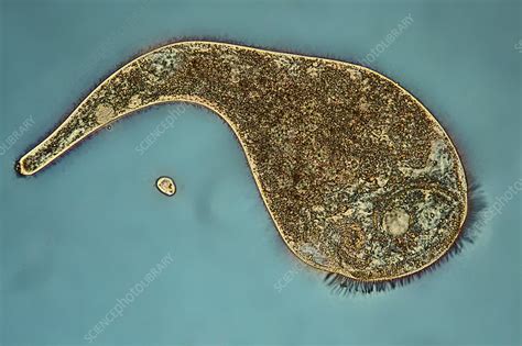 Stentor Protozoan Light Micrograph Stock Image C Science