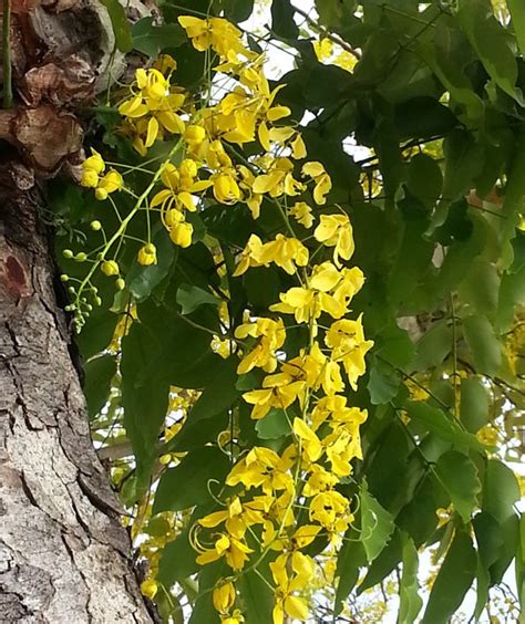 Buy Cassia Fistula Small Sarakondrai Golden Shower Tree अमलतास Amaltas Live Plant Online