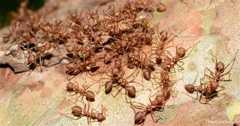 La Tierra De Diatomeas Matar A Las Hormigas