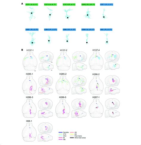 Morphology Of Reconstructed MPFC Neurons A Morphology Of Dendrites