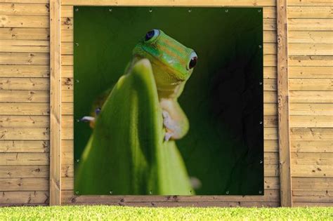 Tuin Poster Verliefde Groene Gekko X Cm Tuindoek Bol