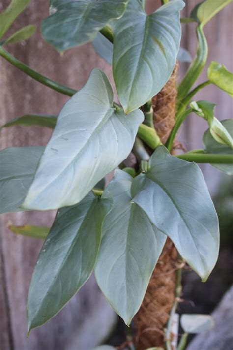 Philodendron Silver Queen Filodendron Srebrny 13572847302 Allegropl