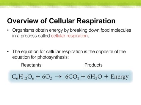 SOLUTION Cellular Respiration Notes Studypool