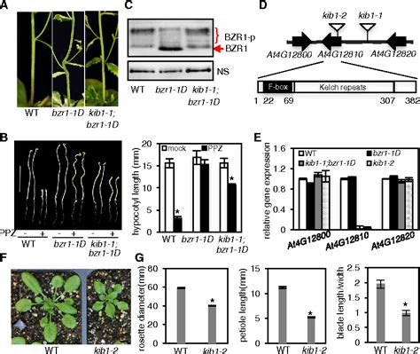 Figure 1 From The F Box Protein KIB1 Mediates Brassinosteroid Induced