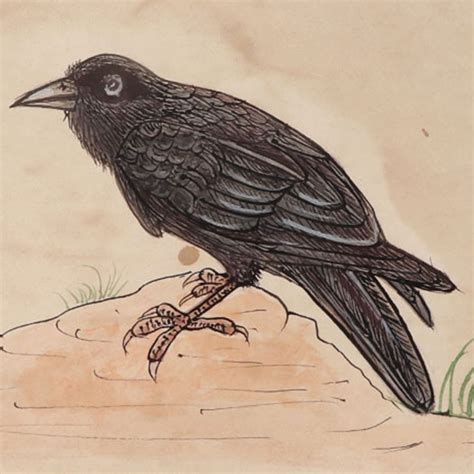 The Wise Crow Miniature Watercolor Painting