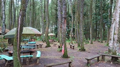 Kunjungi Wisata Pinus Songgon Banyak Berbagai Aktivitas Wisata Seru Dan