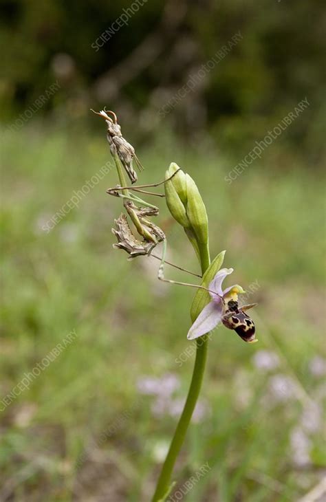 Praying Mantis Nymph Stock Image C0163536 Science Photo Library