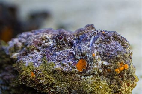 Synanceia Verrucosa, the Reef Stonefish or Simply Stonefish, is ...