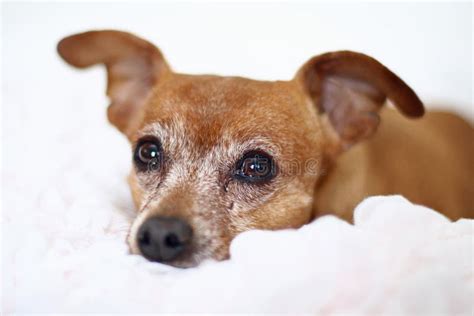 Red Miniature Pinscher Stock Photo Image Of Ears Blanket 14237060