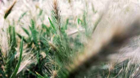 Wallpaper Nature Field Green Spikelets Wheat Rye Flower Flora Agriculture Meadow