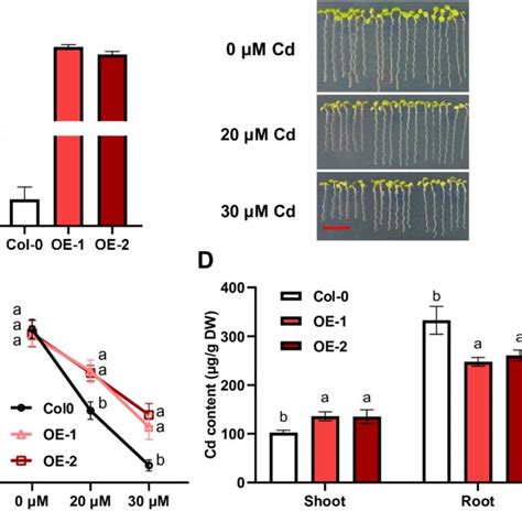 Ectopic Expression Of Def8 In Arabidopsis Download Scientific Diagram