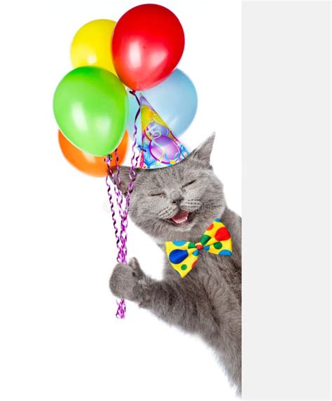 Cat Birthday Stock Photos Free Royalty Free Stock Photos