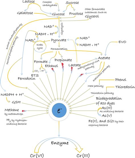 Frontiers Chemical Assisted Microbially Mediated Chromium Cr Vi