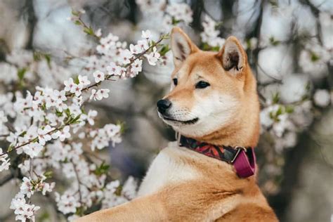 Shiba Inu Colors: The Standard & Rare Shiba Dog Coat Colors - K9 Web