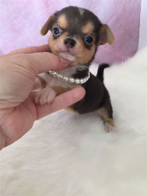 Teacup Chihuahua Puppies For Sale We Specialize In Teacup Chihuahuas Here At Chihuahua Teacups