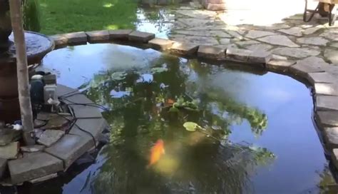 Koi Pond Care For Beginners {what Do I Need To Know}