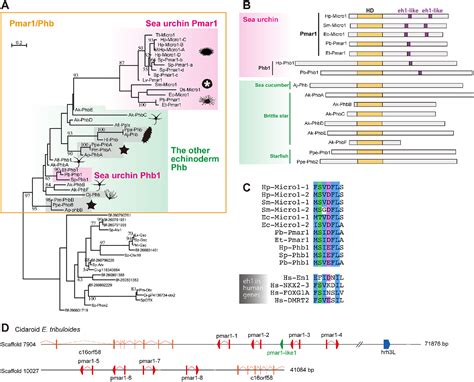 Figure From Pmar Phb Homeobox Genes And The Evolution Of The Double