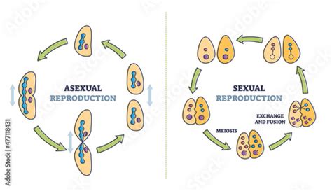 Fotomural Asexual Vs Sexual Cellular Reproduction Types Comparison