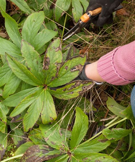 Hellebores Care And Growing Guide Tips For These Plants Homes Gardens