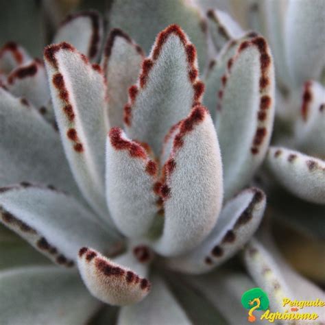 Kalanchoe Tomentosa Suculentas Echeveria Agave Aloe Gasteria