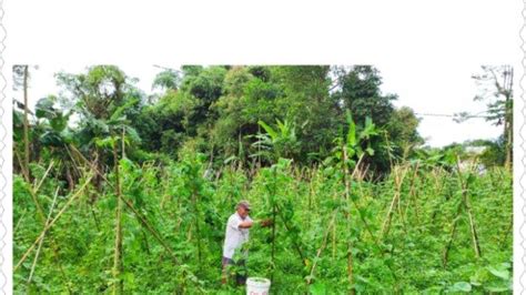 Nilai Tukar Petani Sulawesi Utara Di Bulan Maret Turun Persen