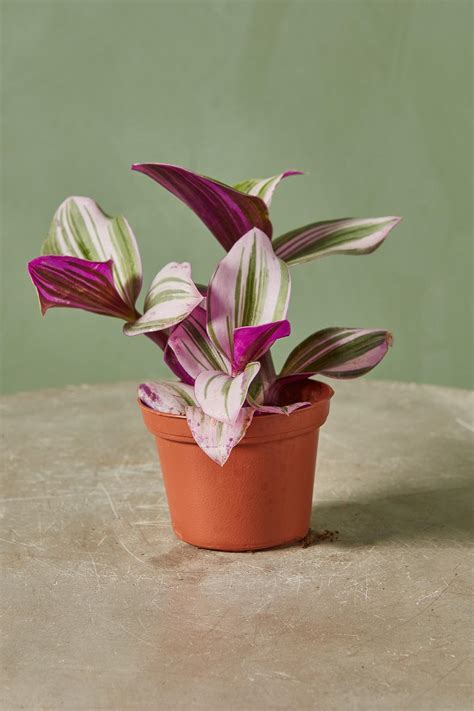 Tradescantia 'Nanouk'