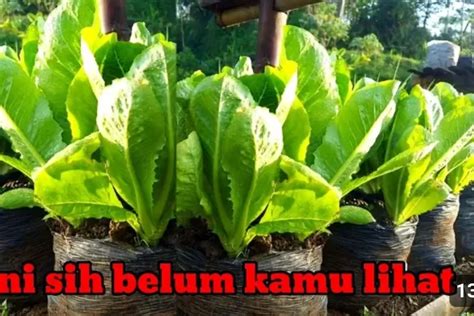 Jenis Sayuran Populer Tips Cara Menanam Selada Romaine Di Kantong