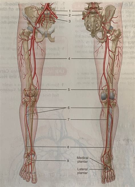 Major Arteries Of The Pelvis And Lower Extremities Diagram Quizlet