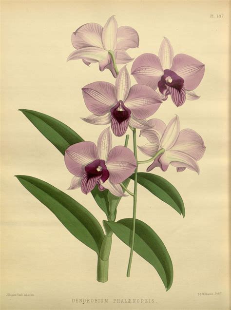 Orchidees Orchidees Dendrobium Phalaenopsis Gravures