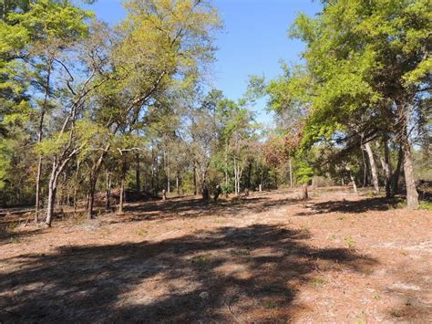 125 Acres 10251 Ne 85th Street Bronson Fl 32621 Land And Farm