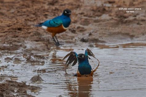 Dagen Magische Serengeti Safari Getyourguide