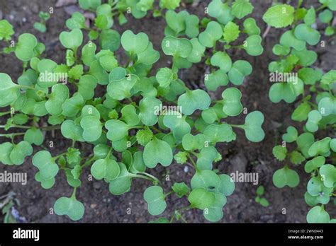 Mustard Seed Germination Hi Res Stock Photography And Images Alamy