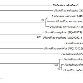 Unrooted Phylogenetic Tree From Neighbor Joining Method Using K P