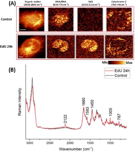 Live Cell Raman Imaging Of Edu Tagged Hmec A Raman Images Of