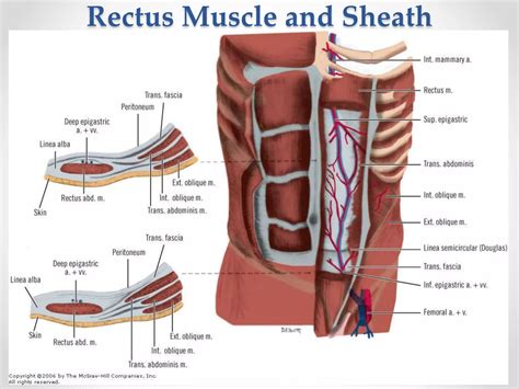 Surgical Anatomy Of Anterior Abdominal Wall Ppt