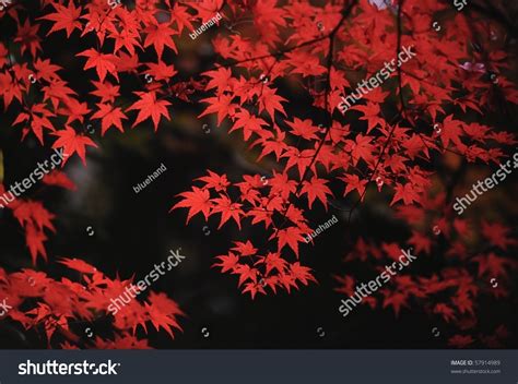 Red Japanese Maple Autumn Fall Momiji Stock Photo 57914989 Shutterstock