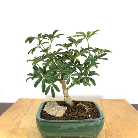 Schefflera (Schefflera arboricola) Bonsai – Allshapes Bonsai